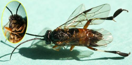 Réf. 329 798 : Nematus alniastri